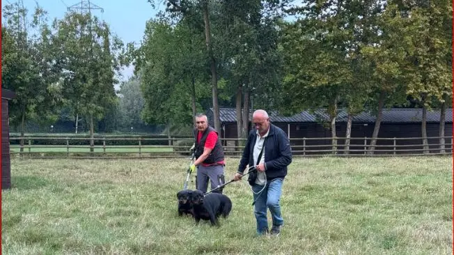 Il recupero dei due rottweiler da parte dei veterinari