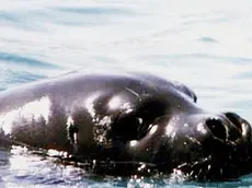 20100416 - AMBIENTE: WWF, BEN TORNATA FOCA MONACA, PLAUSO A PESCATORI - Una foto d'archivio di un esemplare di foca Monaca. Avvistamento eccezionale oggi di una foca monaca nelle acque dell'isola di Marettimo, isola siciliana che fa parte delle riserva marina delle isole Egadi a largo della costa di Trapani. Lo ha reso noto il ministero dell'Ambiente. ANSA / ji