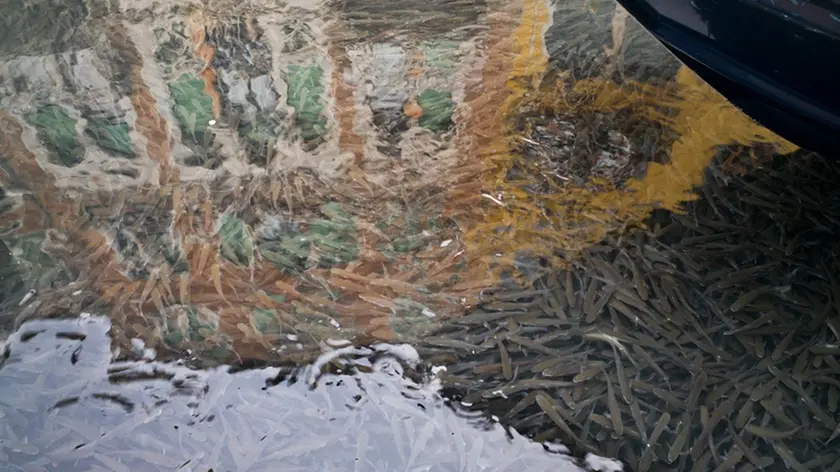 Migliaia di piccoli cefali nel rio di San Barnaba davanti al Ponte dei pungi (foto Marc de Tollenaere)