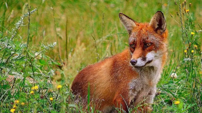 Una volpe in un prato Una volpe sono questi animali il vettore del virus Sopra una volpe rossa e' epidemia di rabbia tra i selvatici