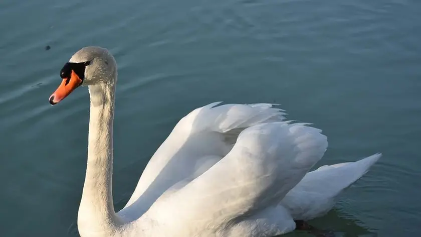 VATRELLA - DINO TOMMASELLA - JESOLO - CIGNI