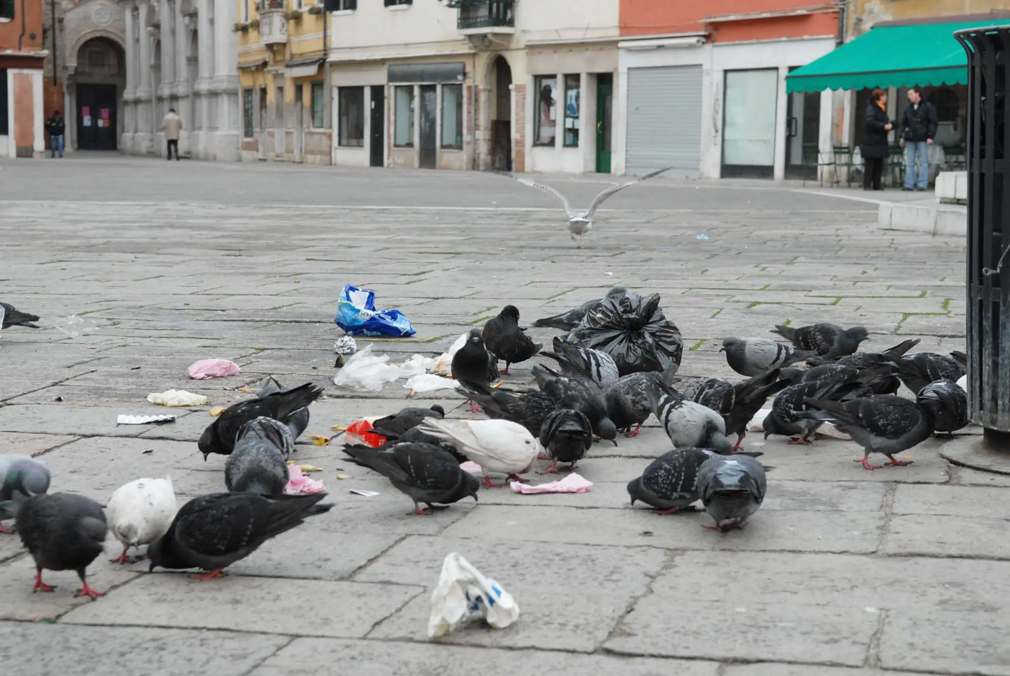 Sacchetti dei rifiuti "preda" di gabbiani e piccioni