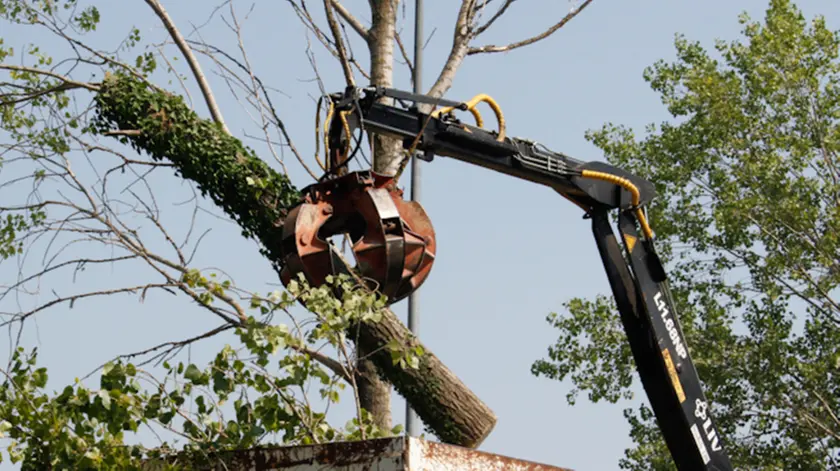 Agenzia Candussi. Protesta contro il taglio degli alberi per cantiere Vallenari Bis, organizzata da Coordinamento studenti Medi e Comitato viva Mestre. Presso via Pertini, Mestre.