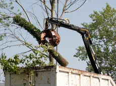 Agenzia Candussi. Protesta contro il taglio degli alberi per cantiere Vallenari Bis, organizzata da Coordinamento studenti Medi e Comitato viva Mestre. Presso via Pertini, Mestre.