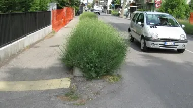 Le aiuole di lavanda in via Passo prima della rasatura