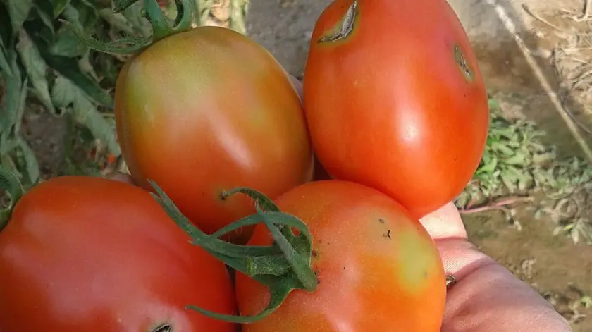 Coltivazioni di pomodoro colpite dalla tignola