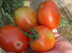 Coltivazioni di pomodoro colpite dalla tignola