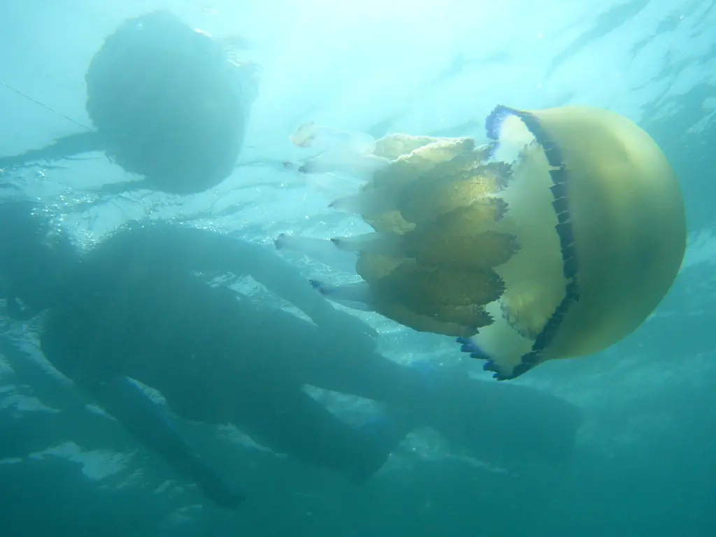 Una "Cassiopea Mediterranea" in laguna