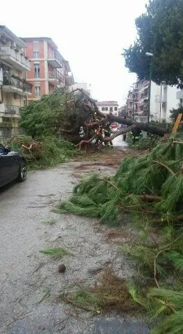 L'albero caduto (foto del consigliere Giacomo Baresi)