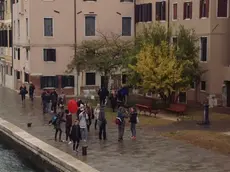 Gli alberi di melograno danneggiati all'Arsenale (foto De Lazzari)