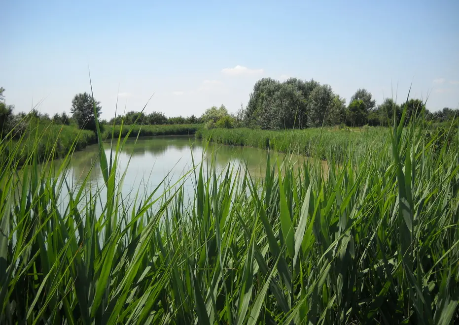 Le golene del fiume Zero