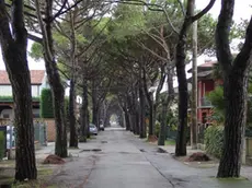 COLUCCI - DINO TOMMASELLA - JESOLO - ALBERI IN VIA ASMARA A CORTELLAZZO