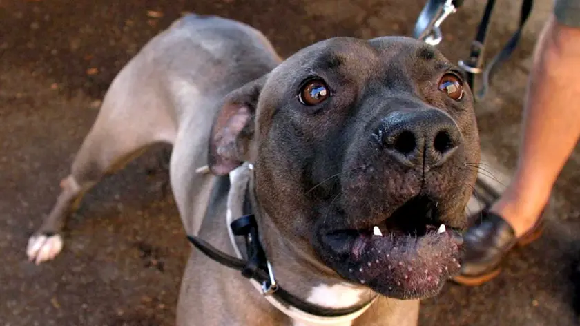 20080908 - ROMA - CLJ - CASSAZIONE: PADRONE PITBULL NON LO AFFIDI AD ALTRI. Un cane pitbull in una immagine di archivio. Il padrone di un cane, specie se aggressivo come il pitbull, e' sempre responsabile del comportamento dell'animale anche quando questo viene affidato ad un'altra persona anche se di famiglia che, non essendo ''la persona dominante'', e' inadeguata a gestirlo. Lo sottolinea la IV Sezione penale della Cassazione che spiega appunto come il padrone di un cane sia ''la persona dominante'' che ha l'obbligo di impedire che il cane aggredisca qualcuno. ANSA/ARCHIVIO/ZAMPETTI/DRN