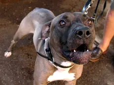 20080908 - ROMA - CLJ - CASSAZIONE: PADRONE PITBULL NON LO AFFIDI AD ALTRI. Un cane pitbull in una immagine di archivio. Il padrone di un cane, specie se aggressivo come il pitbull, e' sempre responsabile del comportamento dell'animale anche quando questo viene affidato ad un'altra persona anche se di famiglia che, non essendo ''la persona dominante'', e' inadeguata a gestirlo. Lo sottolinea la IV Sezione penale della Cassazione che spiega appunto come il padrone di un cane sia ''la persona dominante'' che ha l'obbligo di impedire che il cane aggredisca qualcuno. ANSA/ARCHIVIO/ZAMPETTI/DRN