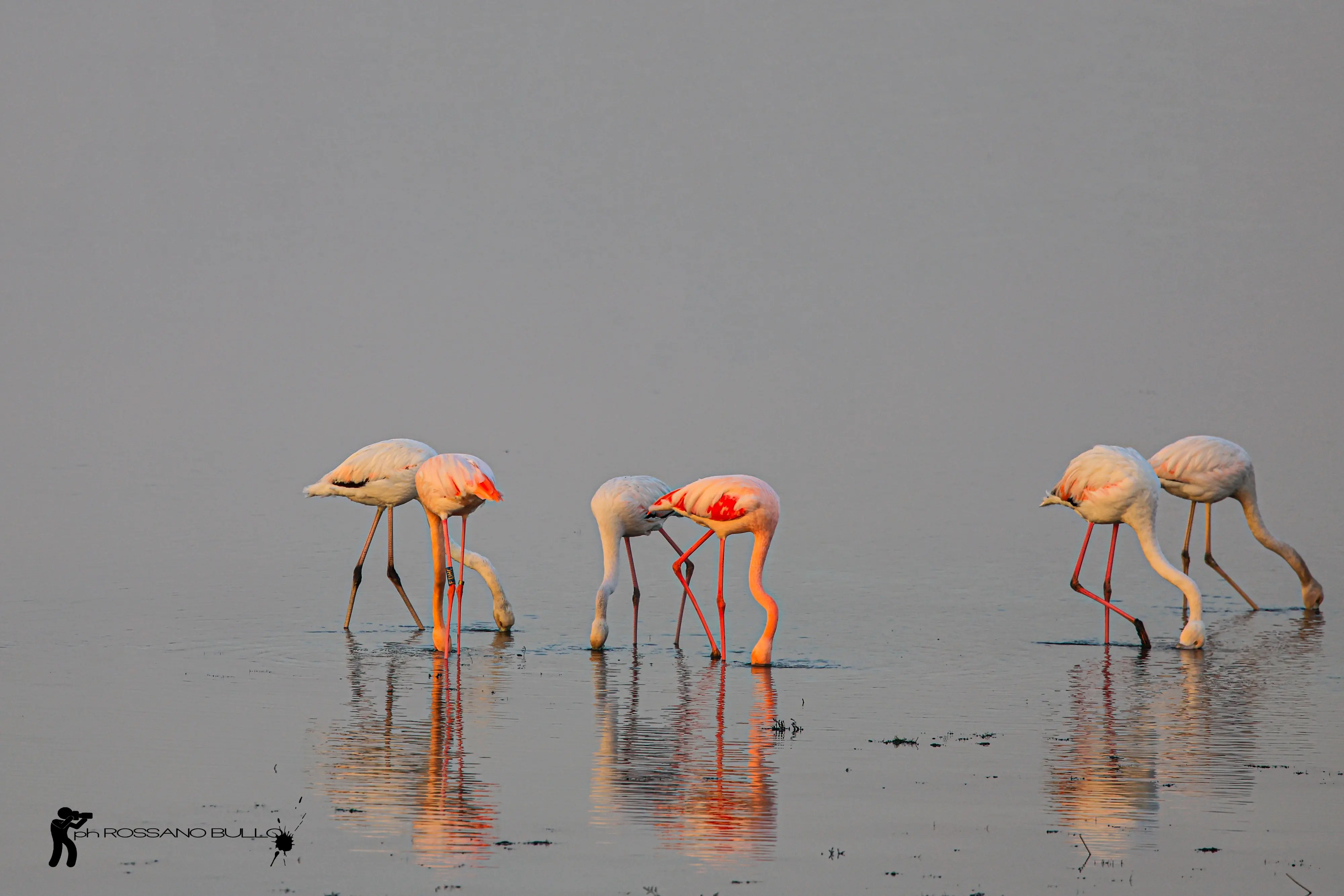 Una pennellata di rosa sull’azzurro della laguna di Chioggia. Sono ormai una presenza fissi gli eleganti fenicotteri rosa che da mesi colorano le acque della Val di Brenta. Facilmente visibili dal ponte translagunare, sono stati inconsapevoli modelli di fotografie scattate da residenti e viaggiatori. Immobili nelle acque, mentre spiccano il volo o col riflesso del tramonto. Tra i molti scatti, anche quelli diffusi in rete da Rossano Bullo che nei primi giorni di gennaio, riguardando le immagini catturate dal ponte translagunare, ha scorto anche un fenicottero con l’anello e su consiglio di un amico ne ha inviato un ingrandimento all'Ispra (Istituto superiore per la protezione e la ricerca ambientale) per scoprire la “storia” dell’animale. Si tratta di un fenicottero nato a Lio Piccolo (Venezia) nell’agosto 2013, migrato poi in Tunisia nel 2014, in Portogallo nel 2016, in Francia nel 2017, tornato quindi in Italia, a Foggia, a Rovigo, a Udine e ora a Chioggia. (testo di Elisabetta Boscolo Anzoletti)