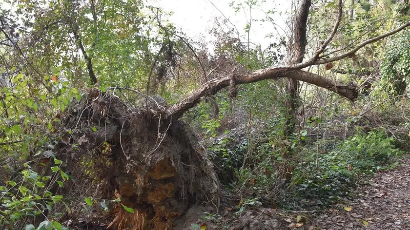 COLUCCI - DINO TOMMASELLA - SAN DONA' DI P. - ALBERI CADUTI LUNGO LA GOLENA DEL FIUME PIAVE