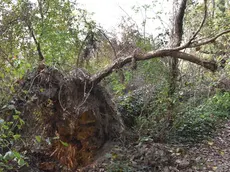 COLUCCI - DINO TOMMASELLA - SAN DONA' DI P. - ALBERI CADUTI LUNGO LA GOLENA DEL FIUME PIAVE