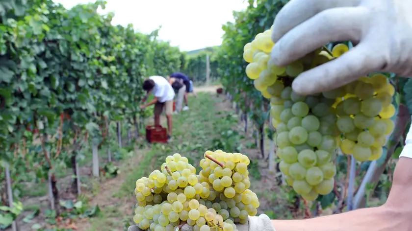 Un momento della preparazione della vendemmia in una foto d'archivio. ANSA