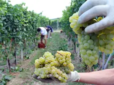 Un momento della preparazione della vendemmia in una foto d'archivio. ANSA