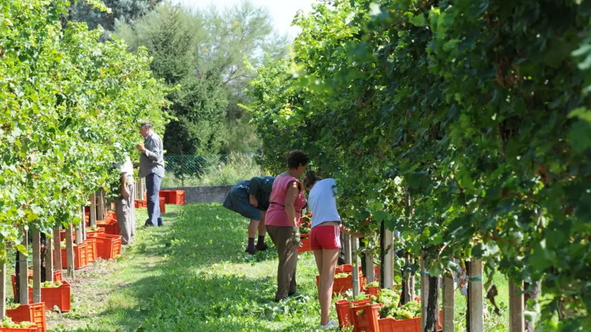 LAZZARINI FGAVAGNIN VENETO ORIENTALE LA VENDEMMIA FATTA A MANO