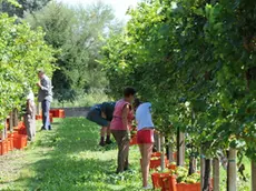 LAZZARINI FGAVAGNIN VENETO ORIENTALE LA VENDEMMIA FATTA A MANO