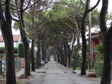 COLUCCI - DINO TOMMASELLA - JESOLO - ALBERI IN VIA ASMARA A CORTELLAZZO