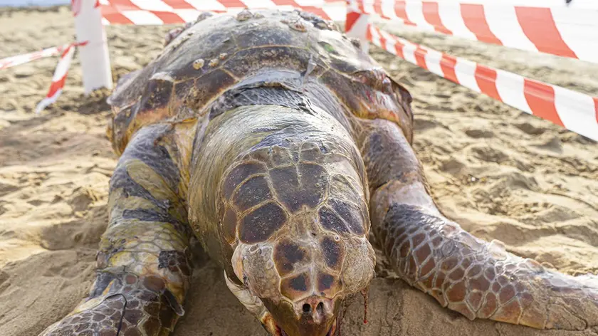 La tartaruga spiaggiata (foto Vianello)