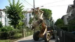 Il toro ucciso portato via dalla Polizia provinciale