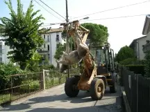 Il toro ucciso portato via dalla Polizia provinciale