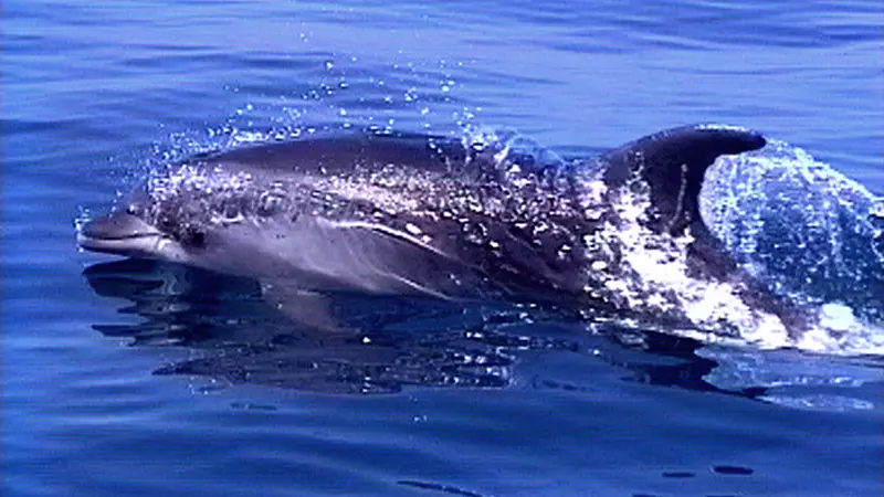 Un delfino nuota libero. A Rosolina un cucciolo ha perso il branco ed è spiaggiato