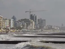 LAZZARINI JESOLO: GUARDIA FORESTALE LIBERA TARTARUGHE