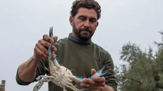 Un esperto con un granchio blu: sono molto combattivi ma ottimi da mangiare