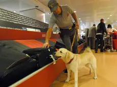 PELLICANI TESSERA 06/06/2007 Aeroporto Marco Polo controlli GdF cane anti-droga © Bertolin M.