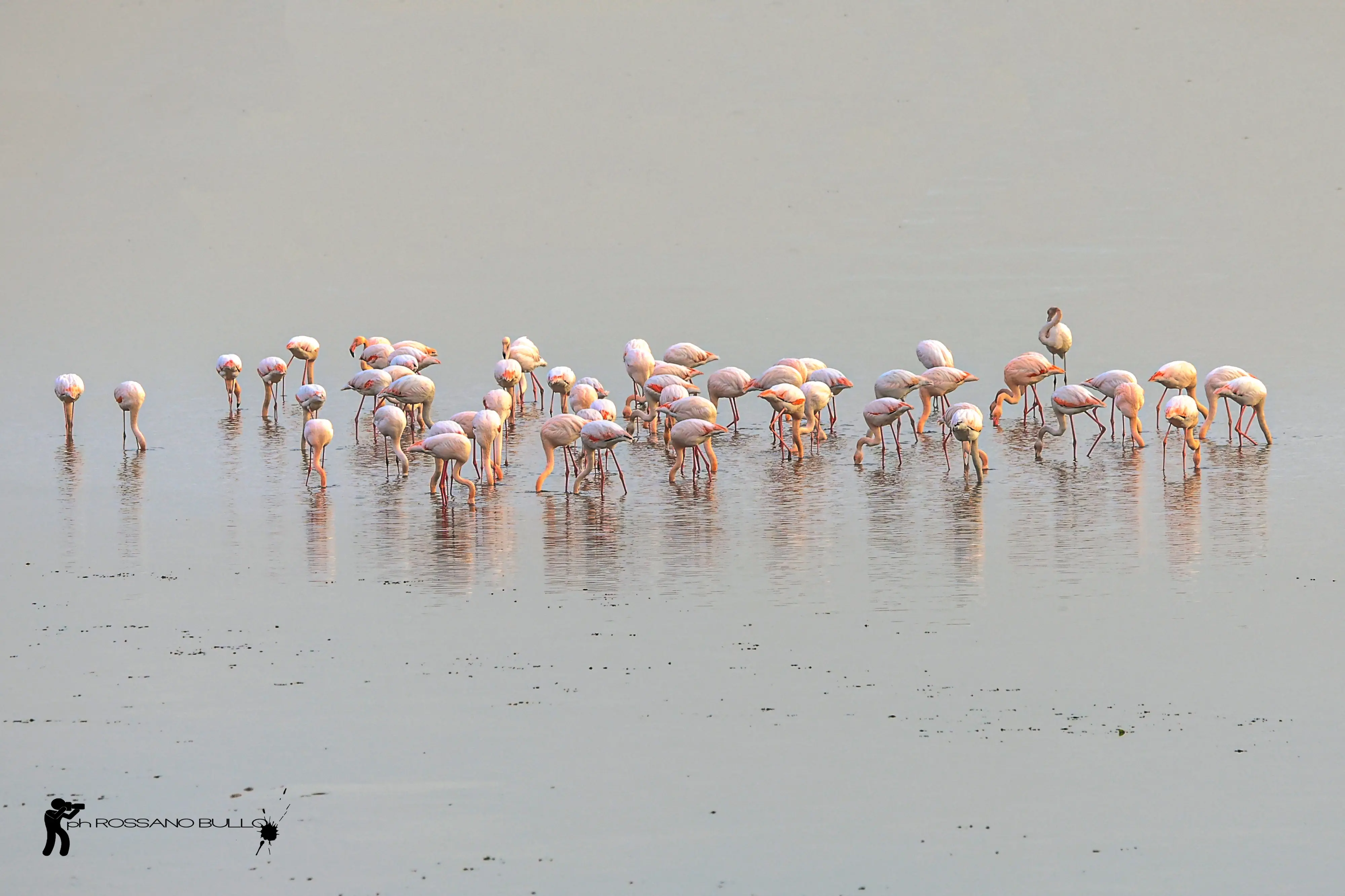 Una pennellata di rosa sull’azzurro della laguna di Chioggia. Sono ormai una presenza fissi gli eleganti fenicotteri rosa che da mesi colorano le acque della Val di Brenta. Facilmente visibili dal ponte translagunare, sono stati inconsapevoli modelli di fotografie scattate da residenti e viaggiatori. Immobili nelle acque, mentre spiccano il volo o col riflesso del tramonto. Tra i molti scatti, anche quelli diffusi in rete da Rossano Bullo che nei primi giorni di gennaio, riguardando le immagini catturate dal ponte translagunare, ha scorto anche un fenicottero con l’anello e su consiglio di un amico ne ha inviato un ingrandimento all'Ispra (Istituto superiore per la protezione e la ricerca ambientale) per scoprire la “storia” dell’animale. Si tratta di un fenicottero nato a Lio Piccolo (Venezia) nell’agosto 2013, migrato poi in Tunisia nel 2014, in Portogallo nel 2016, in Francia nel 2017, tornato quindi in Italia, a Foggia, a Rovigo, a Udine e ora a Chioggia. (testo di Elisabetta Boscolo Anzoletti)