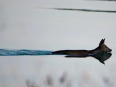 Uno dei caprioli a nuoto nel Tagliamento (foto Giosuè Cuccurullo)