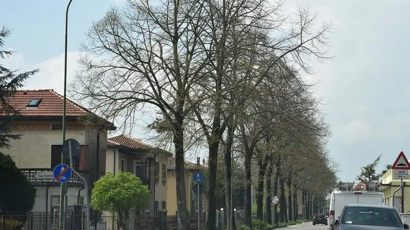 COLUCCI - DINO TOMMASELLA - CEGGIA - I TIGLI LUNGO IL VIALE DELLA STAZIONE