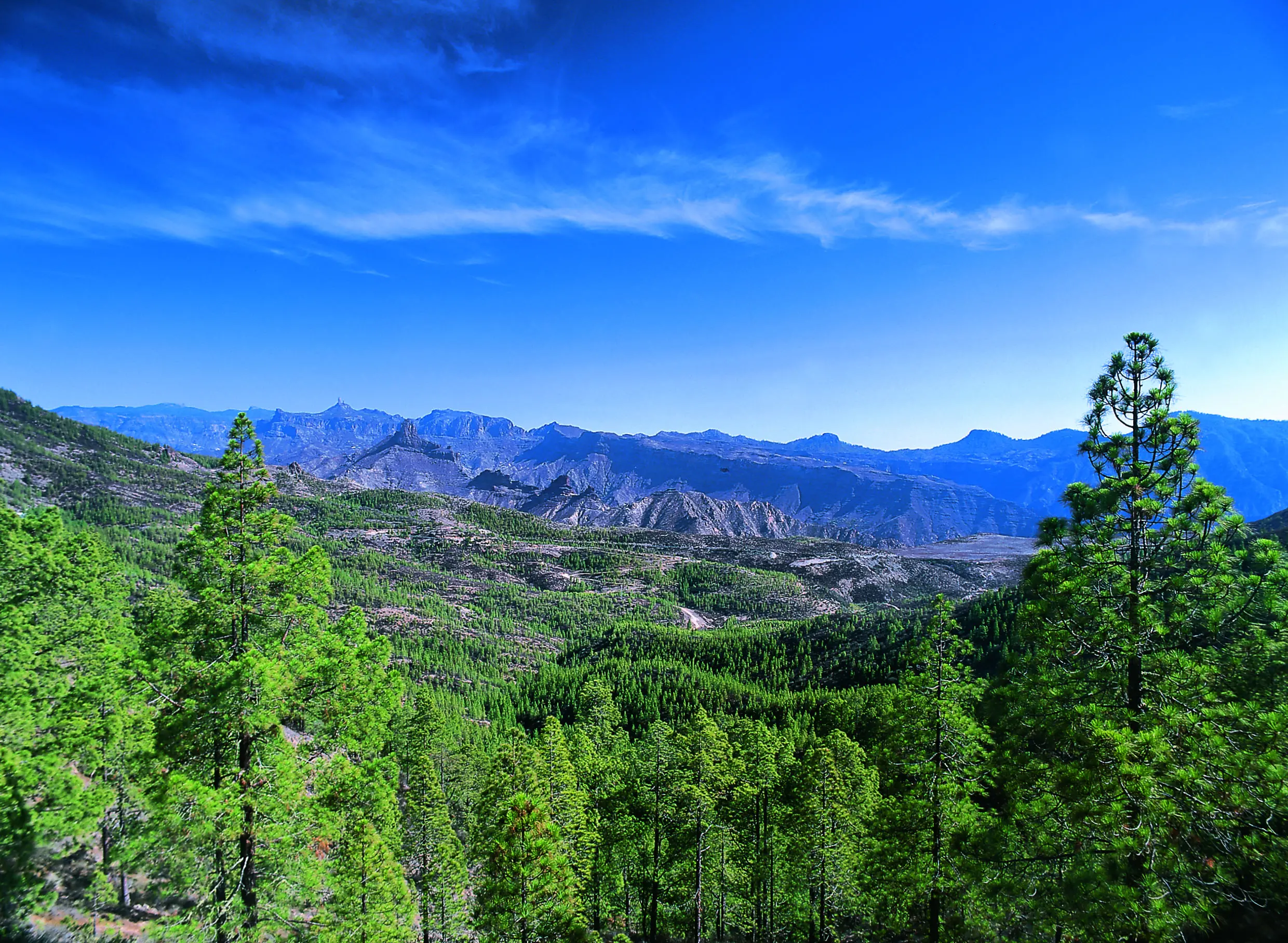 Gran Canaria, Agaete. Parque Natural de Tamadaba - Pinar © Ente Spagnolo del Turismo-Turespaña