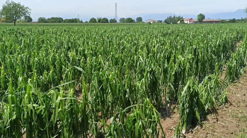 Un campo di mais danneggiato dal maltempo