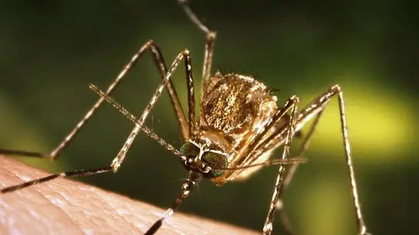 This close-up view of a Culex tarsalis mosquito resting on human skin, shows the dark-scaled proboscis which has a broad median white band. ....Other identifying characteristics include white scales around the joints of its tarsi, a line of white scales along the tibia and femur, and two silver dots on its scutum. The epidemiologic importance of C. tarsalis lies in its ability to spread Western Equine Encephalitis (WEE), St. Louis Encephalitis (SLE), and California Encephalitis, and is currently the main vector of West Nile virus in the Western United States... ..Date: 2005..Content credits: / xxxxx..Photo credit: James Gathany..Image storage: xxxxxxxxxxxxx..Support File: CD_120_DH/ 005....URL: http://www.cdc.gov/ncidod/dvbid/westnile/..URL Title: CDC – Division of Vector-Borne Infectious Diseases – West Nile Virus.. - LA ZANZARA CULEX A sinistra, l'insetto identificato come principale vettore del virus A destra, una cellula infettata