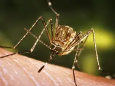 This close-up view of a Culex tarsalis mosquito resting on human skin, shows the dark-scaled proboscis which has a broad median white band. ....Other identifying characteristics include white scales around the joints of its tarsi, a line of white scales along the tibia and femur, and two silver dots on its scutum. The epidemiologic importance of C. tarsalis lies in its ability to spread Western Equine Encephalitis (WEE), St. Louis Encephalitis (SLE), and California Encephalitis, and is currently the main vector of West Nile virus in the Western United States... ..Date: 2005..Content credits: / xxxxx..Photo credit: James Gathany..Image storage: xxxxxxxxxxxxx..Support File: CD_120_DH/ 005....URL: http://www.cdc.gov/ncidod/dvbid/westnile/..URL Title: CDC – Division of Vector-Borne Infectious Diseases – West Nile Virus.. - LA ZANZARA CULEX A sinistra, l'insetto identificato come principale vettore del virus A destra, una cellula infettata