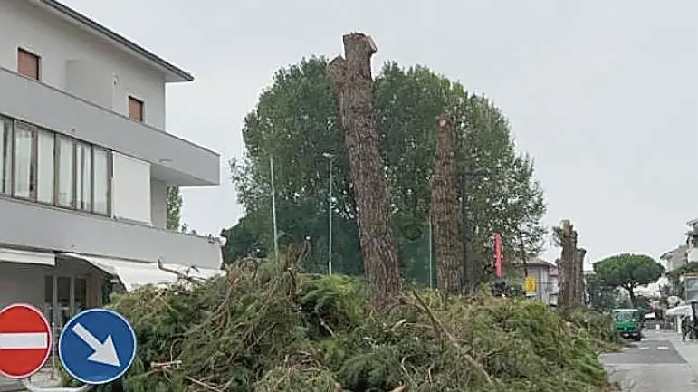 I pini abbattuti in viale Santa Margherita, a Caorle
