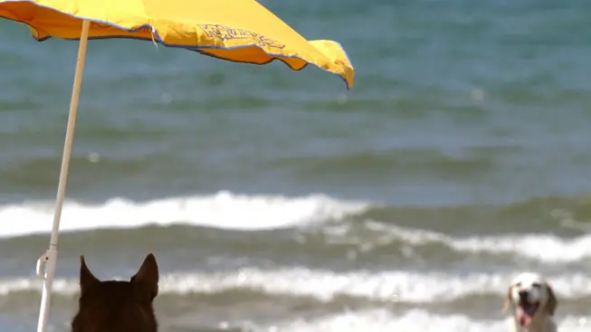 Un cane si gode il fresco sotto l'ombrellone su una spiaggia in un'immagine di archivio del 9 luglio 2004. Il solleone estivo mette a dura prova anche gli animali da compagnia, e, col caldo di questi giorni, portare Fido in spiaggia nelle diverse bau-beach delle coste italiane puo' presentare dei rischi. ''Gli animali da compagnia - sottolineano i veterinari Enpa (Ente nazionale protezione animali) e Anmvi (Associazione nazionale medici veterinari italiani), sul sito www.vacanzebestiali.org - non hanno esigenze molto diverse da quelle dell'uomo. L'esposizione al sole e all'afa e' un fattore di rischio anche per loro''. ANSA / ETTORE FERRARI /
