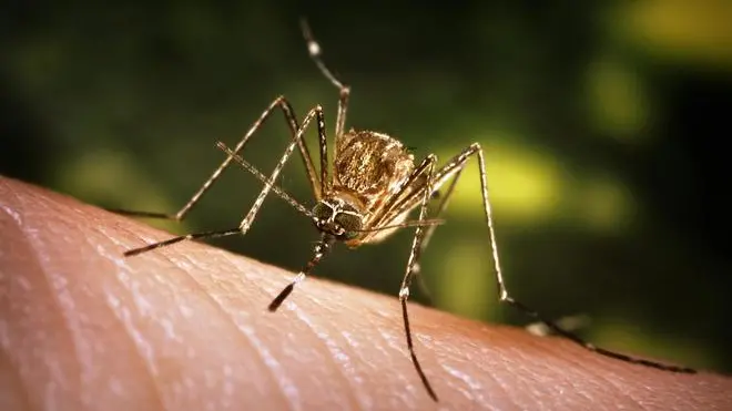 This close-up view of a Culex tarsalis mosquito resting on human skin, shows the dark-scaled proboscis which has a broad median white band. ....Other identifying characteristics include white scales around the joints of its tarsi, a line of white scales along the tibia and femur, and two silver dots on its scutum. The epidemiologic importance of C. tarsalis lies in its ability to spread Western Equine Encephalitis (WEE), St. Louis Encephalitis (SLE), and California Encephalitis, and is currently the main vector of West Nile virus in the Western United States... ..Date: 2005..Content credits: / xxxxx..Photo credit: James Gathany..Image storage: xxxxxxxxxxxxx..Support File: CD_120_DH/ 005....URL: http://www.cdc.gov/ncidod/dvbid/westnile/..URL Title: CDC – Division of Vector-Borne Infectious Diseases – West Nile Virus.. - LA ZANZARA CULEX A sinistra, l'insetto identificato come principale vettore del virus A destra, una cellula infettata