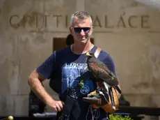Interpress/M.Tagliapietra Venezia 05.08.2017.- Un falco per allontanare piccioni e gabbiani dai clienti in terrazza del Gritti Palace.