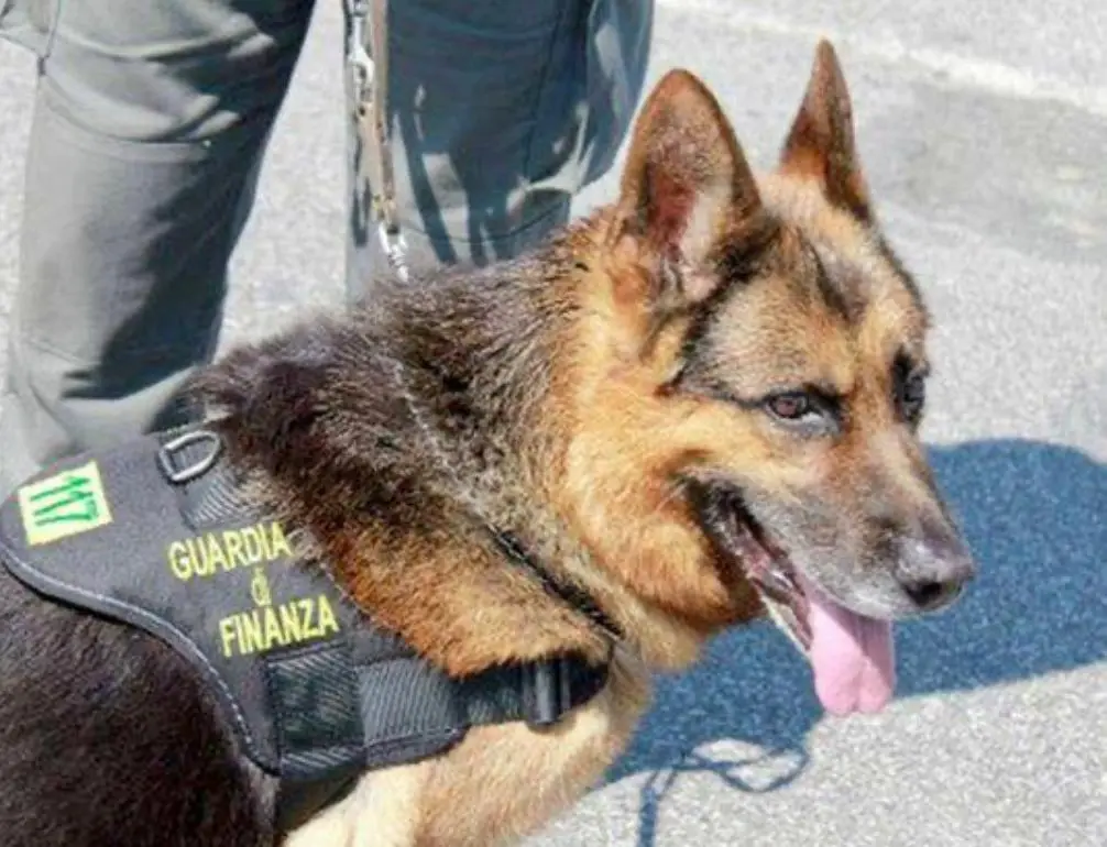Josie, il pastore tedesco della Finanza di Venezia addestrato al ritrovamento di banconote