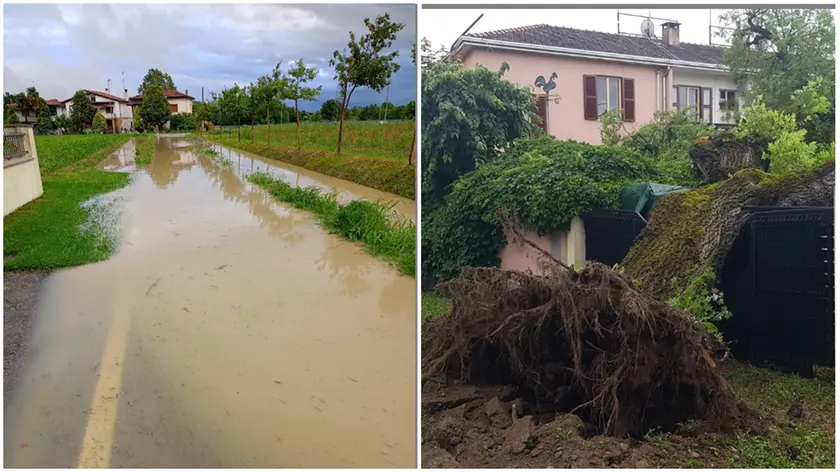 Gli allagamenti a Summaga di Portogruaro e l'albero caduto a San Donà