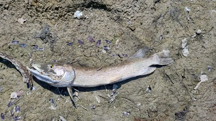 Uno dei lucci morti fotografati nell'Oasi di Noale rimasta senz'acqua