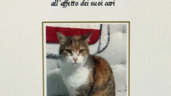 Foto Agenzia Candussi/ Furlan/ Malcontenta, via Lago di Garda 17/ Epigrafe del gatto Memi