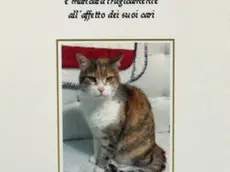 Foto Agenzia Candussi/ Furlan/ Malcontenta, via Lago di Garda 17/ Epigrafe del gatto Memi