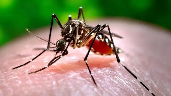 Un caso di febbre Dengue al Lido di Venezia